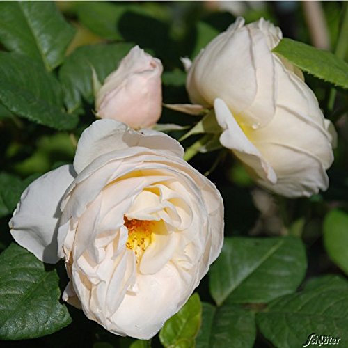 Foto von Kletterrose Uetersener Klosterrose creme-weiß - Kletter-Rose duftend - Pflanze für Rankhilfe wurzelnackt/Wurzelware von Garten Schlüter - Pflanzen in Top Qualität