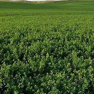 Fresh Seeds – Ameristand 455TQ RR Alfalfa 50 LB Seed (for Gardening and Planting)