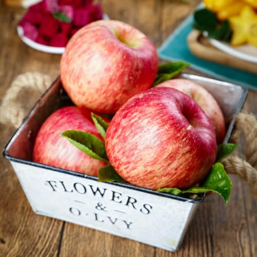 semi di melo-Coltivazione di semi,da frutto colonnari Giardino to,regali per gli amanti del giardino Giardino decorativo,150pcs