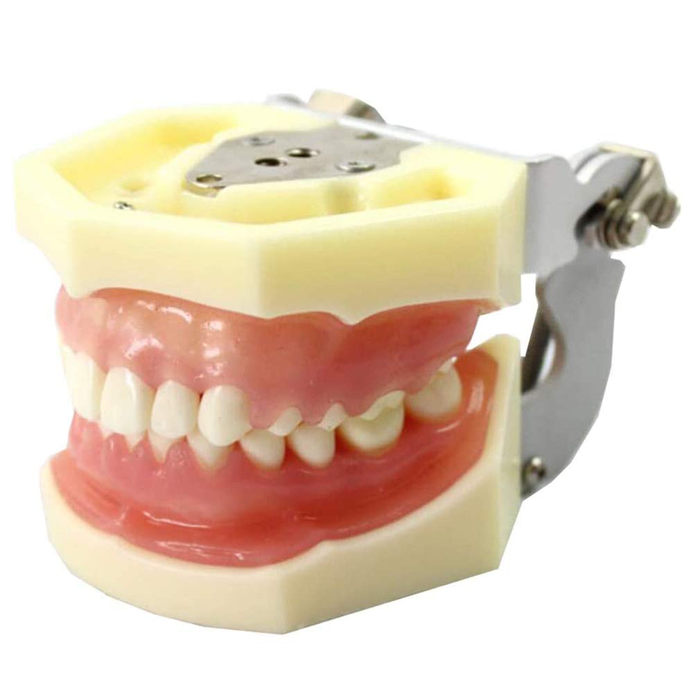 Sjdopulse A Dental Teeth Study Teaching Model - Dental Periodontal Disease Ssort Teeth Model - Simulated Oral Typhoon Teeth Model -Cutable Suture Tooth Care Model Teeth Teaching Model (A)
