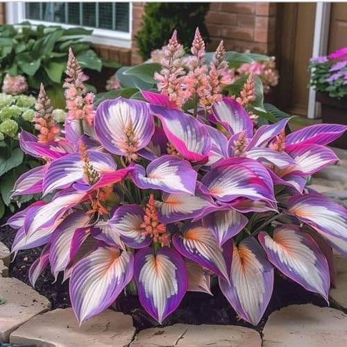 Image of Hosta Flower Seeds Multicolor Ornamental Plant Easy Grow