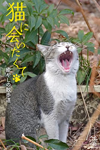 猫に会いたくて 癒やしの散歩道 (猫パンチ)