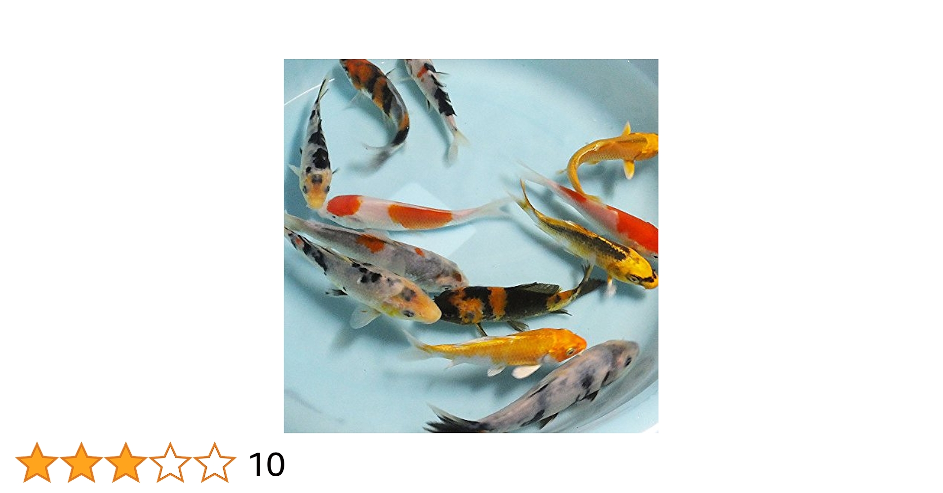 綾錦鯉5mセット Amazon | 【生体】お任せ！錦鯉Mix 3匹 L 16cm～20cm 鯉 色鯉