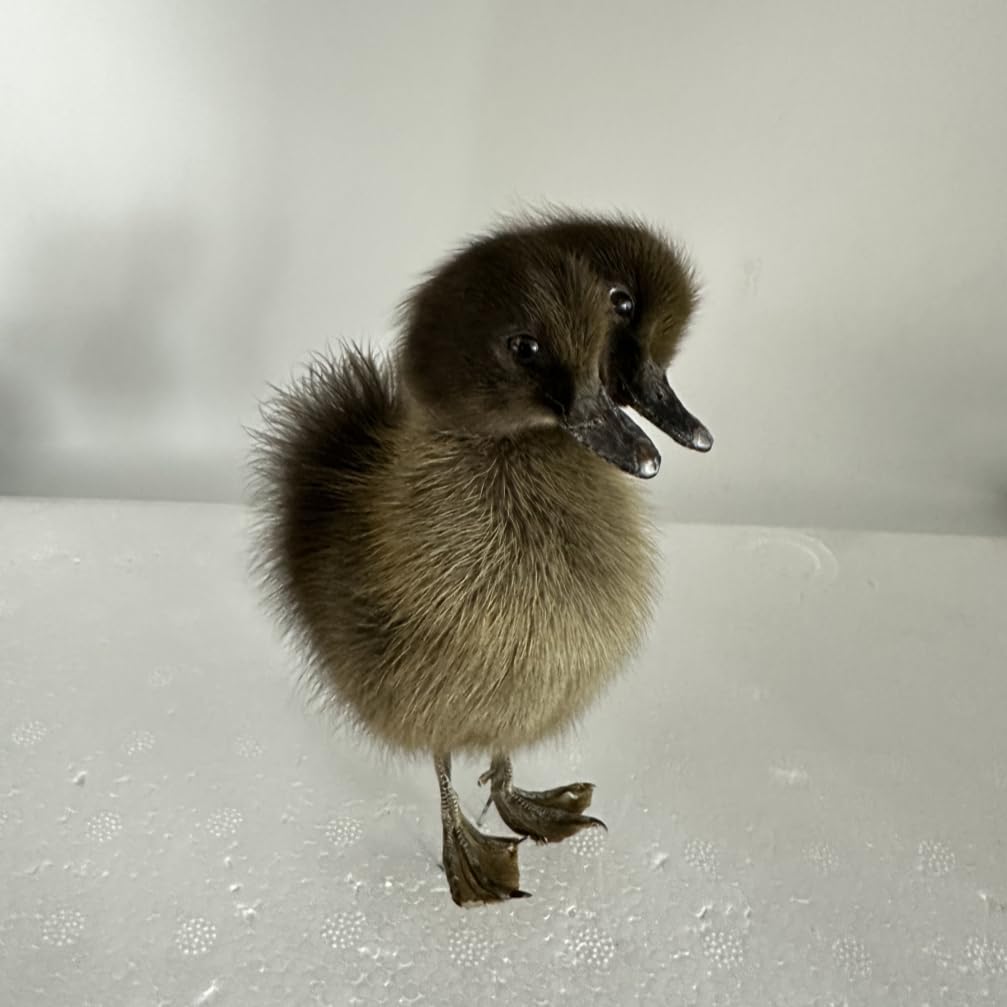 Animal specimens Filled with Real Eurasian Chicken/Duck specimens Teaching/Decoration/Props Decoration (Black-XY+)