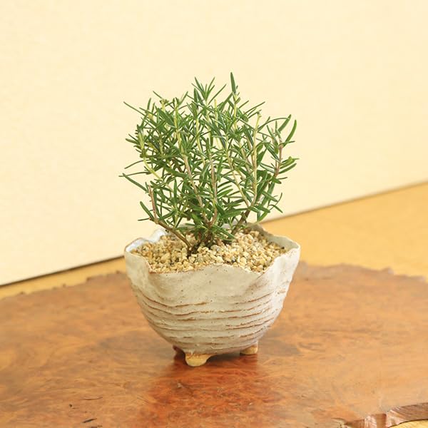 リリマリモモ マリモ まりも水晶 グリーン・ファントム・クォーツ アクチノライト