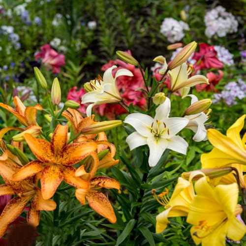 bulbi di gigli resistenti perenni, appartamento giardino Copertura del terreno 4pcs