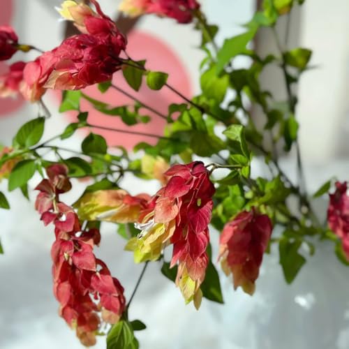 Semillas de Beloperone guttata, de balcon de mariposas silvestres Arbustos en resistentes para lugares soleados resistentes para el jardín 100pcs