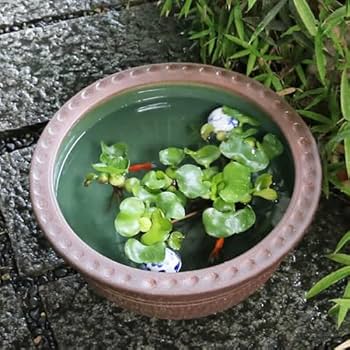 Amazon | 信楽焼 16号トチリワン型すいれん鉢 睡蓮鉢 スイレン鉢