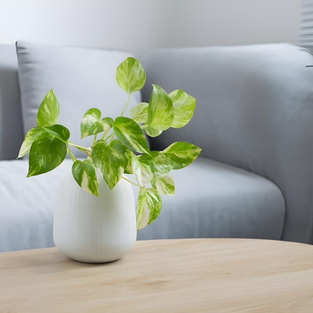 Amulya FARMS & NURSERY Good Luck Live Money Plant | Feng Shui Plant | Indoor Live Plants for Living Room, Home, Office, Table, Kitchen & Desk Decor | Small Size - Black Pot Included (B0CZ8YF52T) Amazon Price History, Amazon Price Tracker