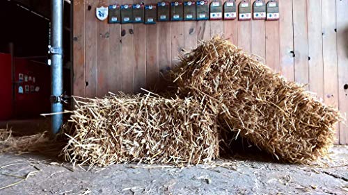 Le Petit Ballot Ballot de Paille de blé - 10 à 12kg - Naturel - 60x 40x 50cm