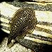 HOT! 3 Striped Hillstream Loach Live Freshwater Aquarium Fish