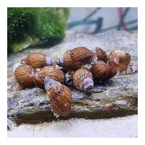 AQ4Aquaristik 10 x Genoppte Turmdeckelschnecke Taberia granifera...