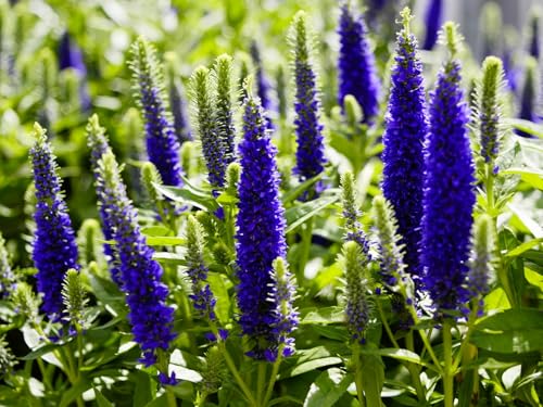 Greenwood Nursery: Live Perennial Plants - 'Royal Candles' Spiked Speedwell + Veronica Spicata - [Qty: 10x Pint Pots] - (Click for Other Available Plants/Quantities)