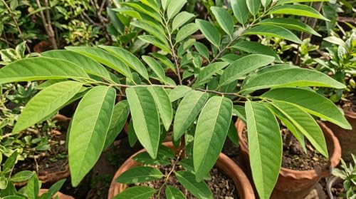 Image of Healthy Live Sareefa (Custard Apple /Sharifa) Fruit Plant - Sweet Variety Live Fruit Tree for Home, Garden & Balcony