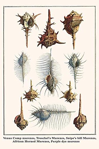 BuyEnLarge Venus Comp murexes, Troschel's Murexes, Snipe's bill Murexes, African Horned Murexes, Purple dye murexes (20x30 Paper Poster)