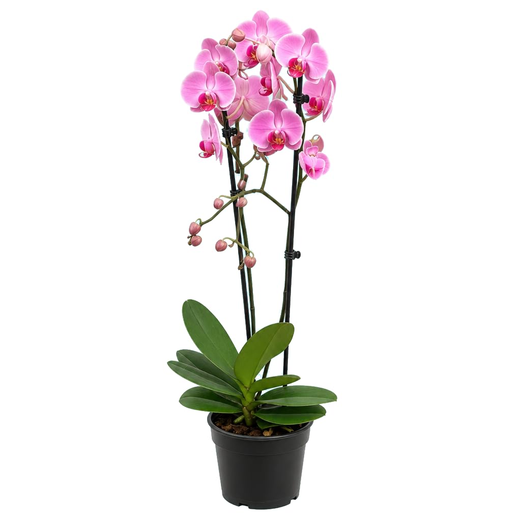 Phalaenopsis 2 Troncos Orquídea de Mariposa para Regalo Vegetal DECOALIVE Planta Natural Maceta 12 cm Diámetro Altura 55-65 cm