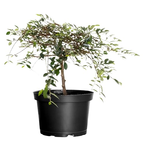 United Nursery Zelkova Serrata Bonsai 10-12 inches Tall Live Indoor Japanese Elm 6 inch Plant Pot...