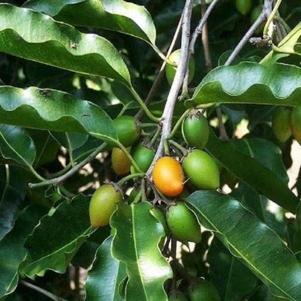 Mphmi Plant NCR Live Khirni - Plant (B0CGP37NGB) Amazon Price History, Amazon Price Tracker
