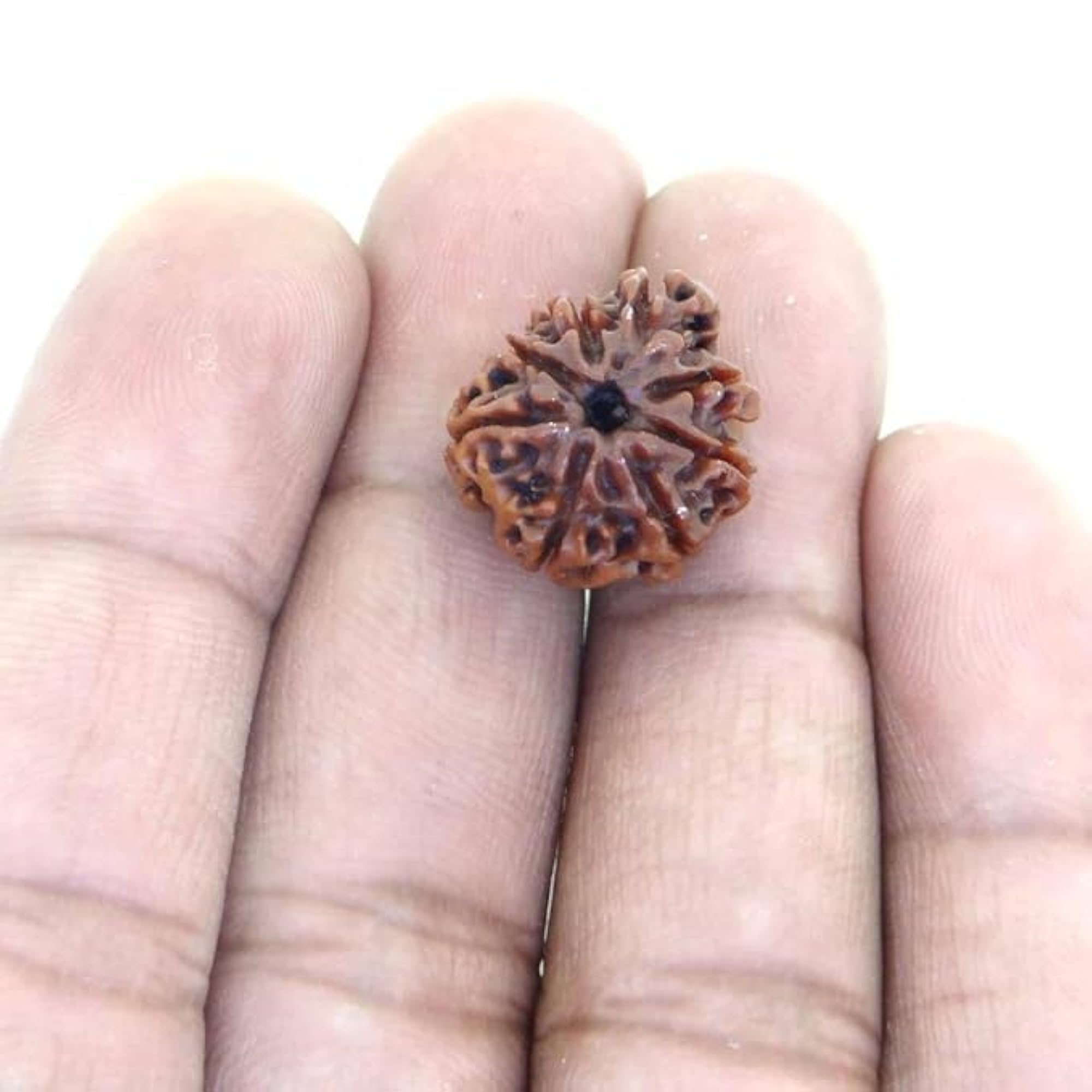 ISO Certified Best Quality 8 Mukhi Rudraksha Beads