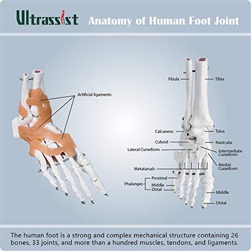 Ultrassist UL0001 Human Foot Joint Model thumb #6