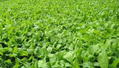 Dwarf Essex Rape Seed 5 LB. Wild Life Attractant and Livestock Forage