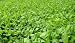 DWARF ESSEX RAPE SEED 5 LB. Wild Life Attractant and Livestock Forage