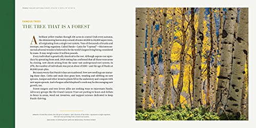 Into the Forest: The Secret Language of Trees
