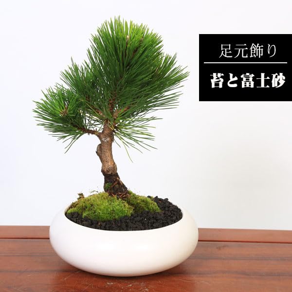 Amazon.co.jp: 盆栽：黒松（モダン陶器鉢 ）*苔と富士砂付き くろまつ