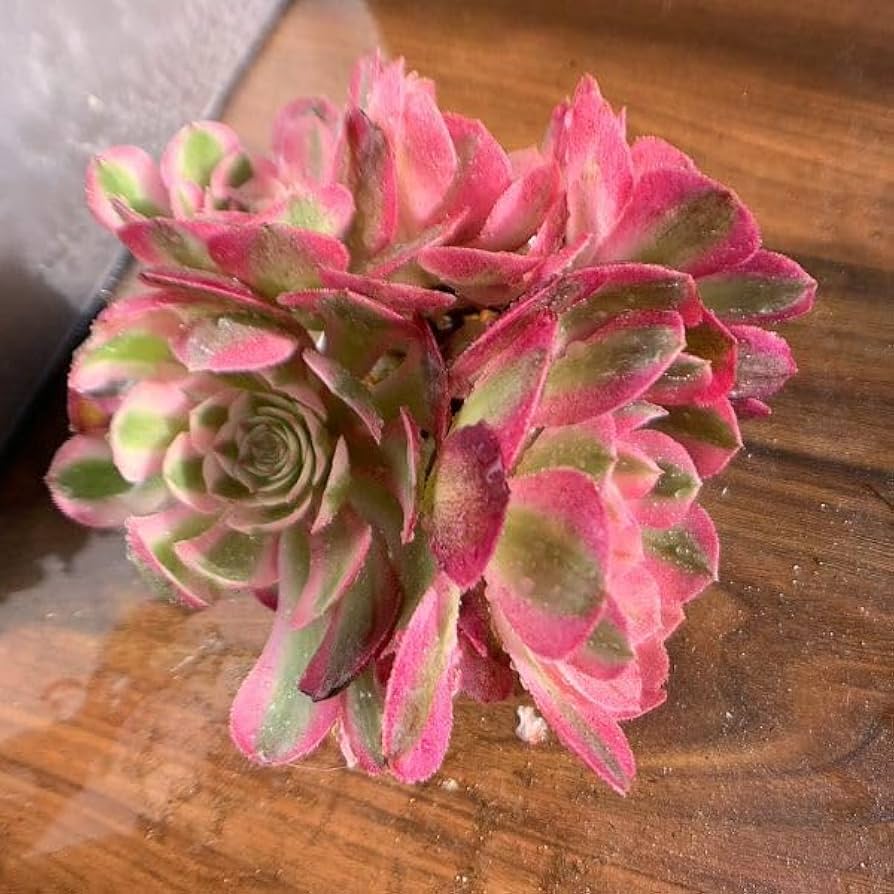 52#多肉植物アエオニウム錦❤️ヨンジャ錦❤️傾城錦❤️1大頭15cm拔き苗 52#多肉植物アエオニウム錦❤️ヨンジャ錦❤️傾城錦❤️1大頭