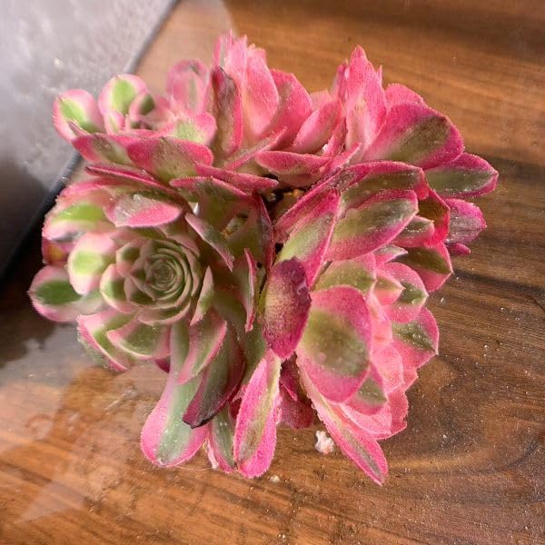 11#多肉植物アエオニウム錦❤️傾城錦❤️1大頭15cm拔き苗 Amazon.co.jp: 農園直売 多肉植物 寄せ植え アエオニウム属 傾城（群