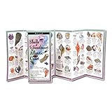 Shells of the Southeast Atlantic Coast: Folding Guide (Foldingguides)