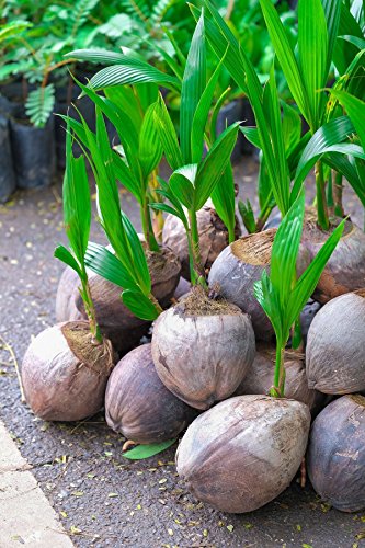 Coconut Tree Green (Excludes Ca) Size: 12 inch