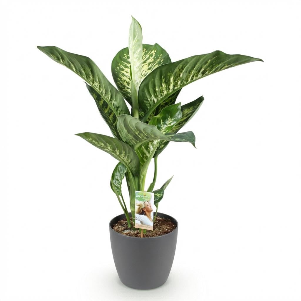 Dieffenbachia Tropic Snow roślina pokojowa z szarą doniczką, Ø 21 cm, wysokość 90-100 cm, łatwa w pielęgnacji, duża roślina zielona z biało-zielonym rysunkiem liści, do salonu, biura, sypialni