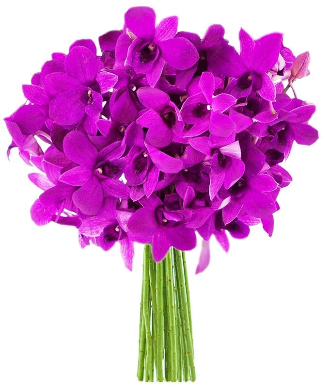 KaBloom - 20 Purple Orchid Without Vase - Fresh Flowers for Birthday, Valentine's & Mother's Day