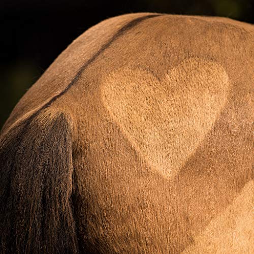 Ida Plus - Puur biergistpoeder, 3 kg, 100% natuurproduct voor honden, katten en paarden, voedingssupplement voor… - Image 4