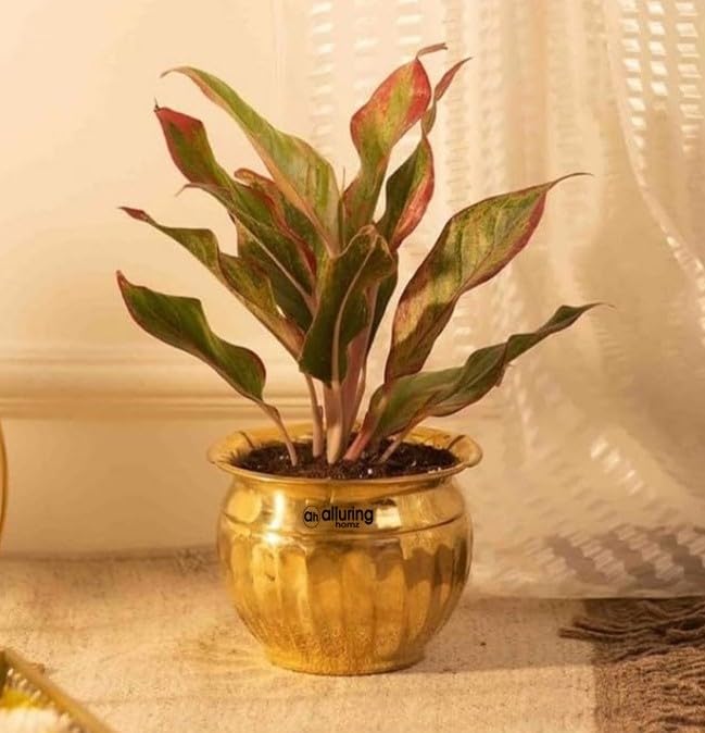 Alluring Homz Brass Pot/Stand for Plants/Pot Stands/Planter Stands/Potted Plant Stand Floor Flower Pot Rack-Large Home Décor,Planter Metal Indoor Planter Tabletop Golden Colour(21cm x 15 cm) (B0D9LQRY7F) Amazon Price History, Amazon Price Tracker