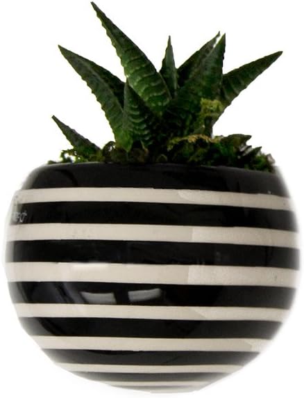 Magnetized - Living Succulent Decoration (Black and White Striped)