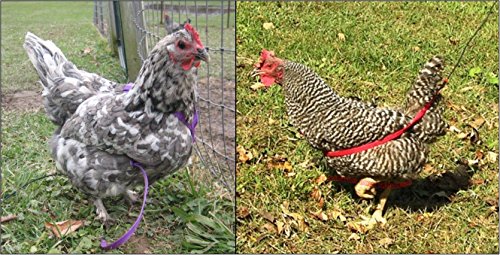 Image of The AVIATOR Pet Bird Harness and Leash: XX-Large Red
