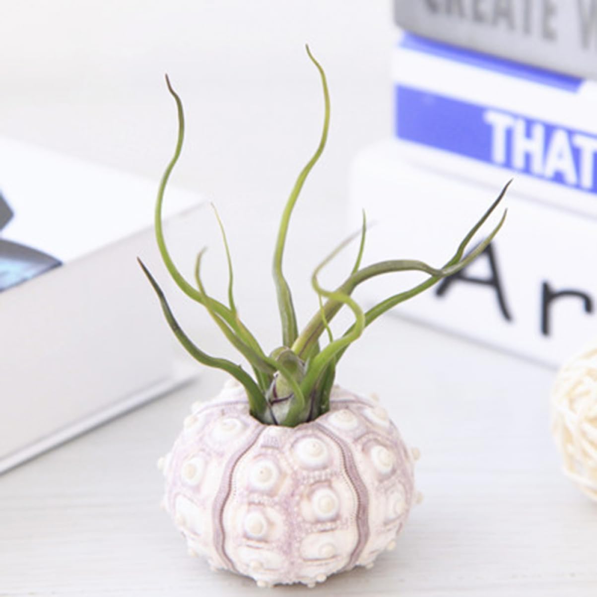Ceramic Sea Urchin Air Plant Holder 1.57 Inch Pineapple Stand Pot for Indoor Balcony Desk Home Decoration
