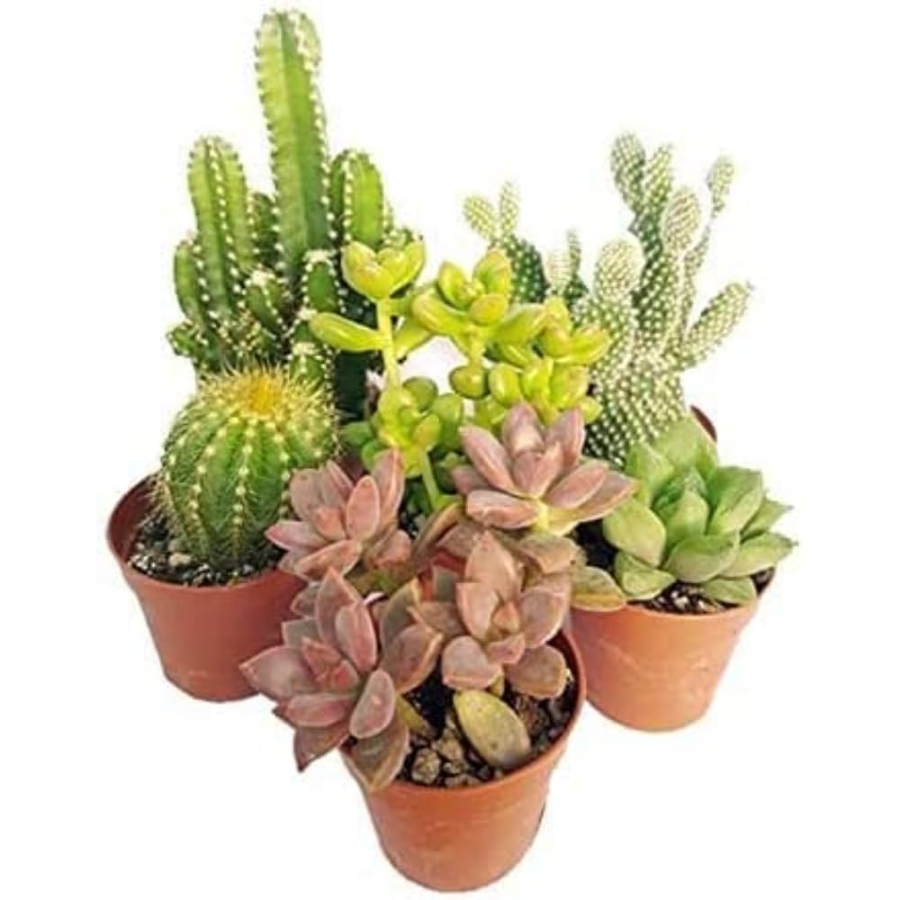 Set Mix di 30 Succulente Senza Spine e Cactus Veri vaso da 6,5cm | Mini Piante da Interno ed Esterno | Piante Resistenti per Scrivania, Casa e Ufficio | Regali Ecosostenibili