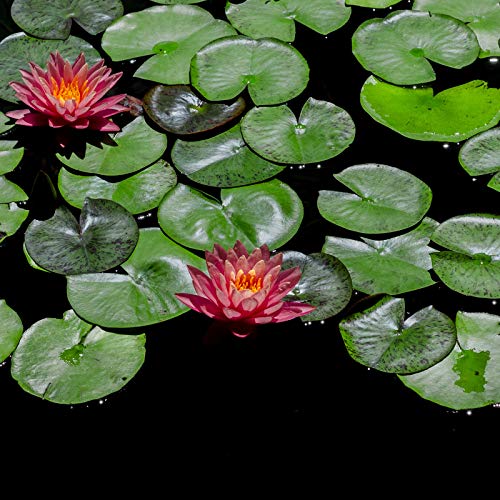 Ogrmar 10 X 13Ft Ldpe Pond Liner,20 Mil Pond Skins For Fish Ponds,Water Features,Fountains,Waterfall And Water Gardens,Black(10 X 13Ft) #TOP4