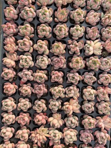 多肉植物 トレー」の人気商品一覧 | 安い商品を通販サイトから探す