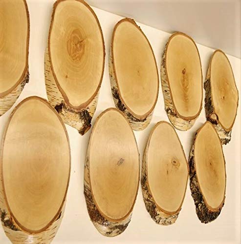 GTK - Geweihe & Trophäen KRUMHOLZ 10 Unidades de Abedul Carteles trofeos REH Grande Cervatillo cornamental Disco de árbol Madera Natural Moderno