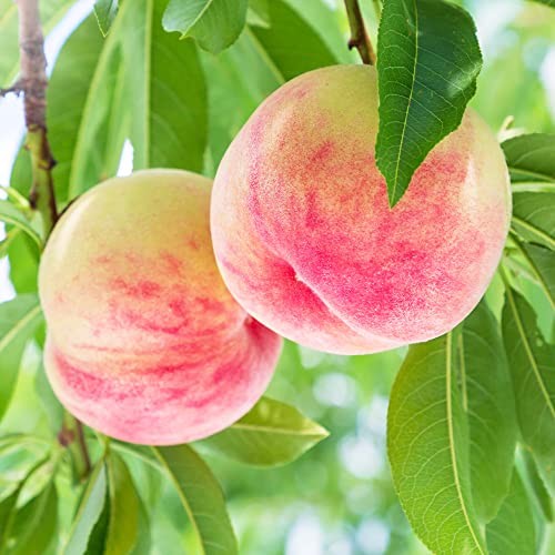 日川白鳳 早生 白桃 秀品 6玉（約2.5kg）