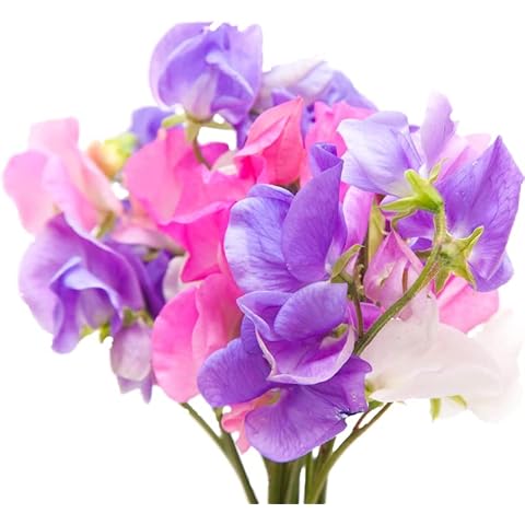 Earthcare Seeds Sweet Pea Old Fashioned Fragrant Heirloom Mix 100 Seeds (Lathyrus odoratus) Open Pollinated Cover