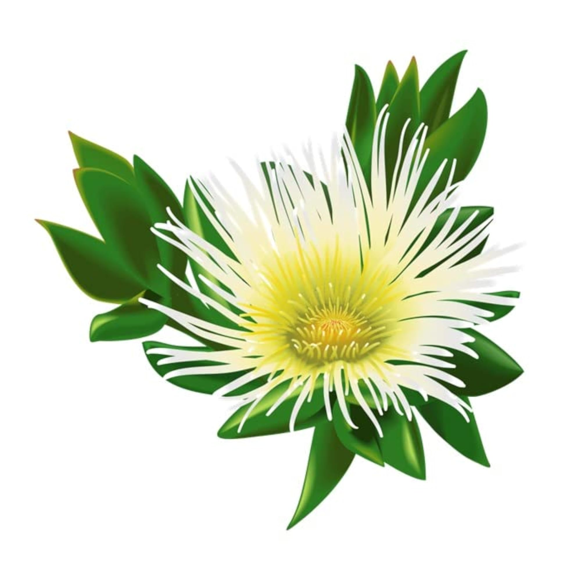 Channa Extract Powder, Natural Health Supplement