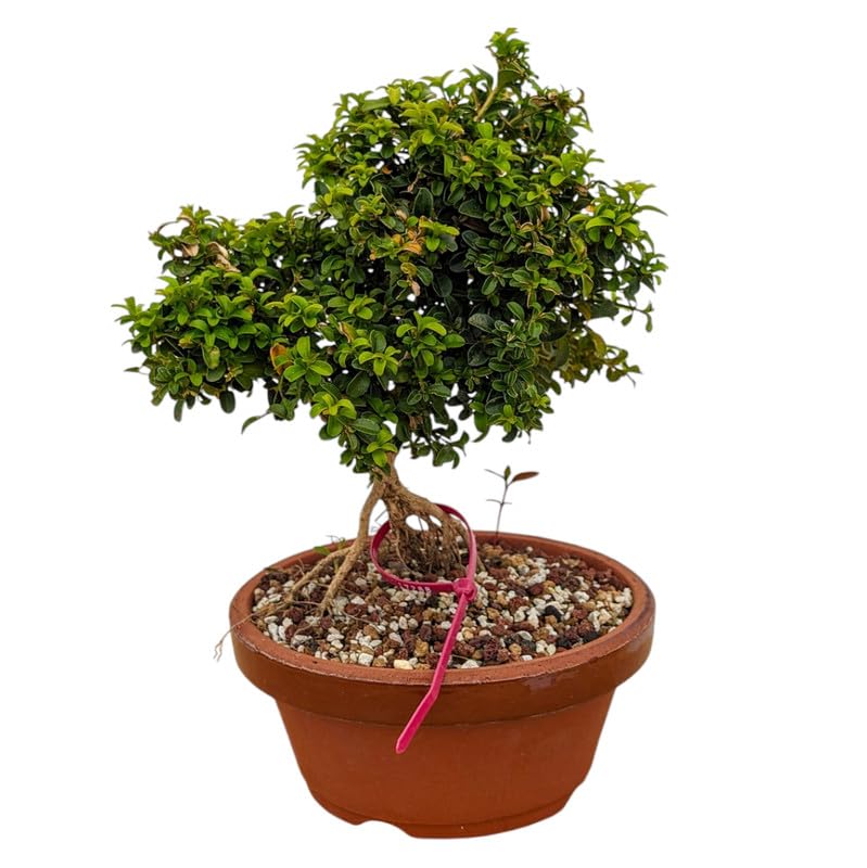 Oxygen giving indoor plants for living room,Table Kamini Bonsai Plant Live A Table Display of Home Beauty" Oxygen Live Plant For Indoor Home Dacoration | Pack of 2 With Pot-image-30