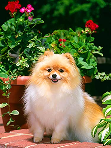 Leejoy 5D Diamond Painting Full Set Hund 5D Diamant Malerei Gemälde Kit Tier Strass Stickerei Malerei Crystal Strass Stickerei Cover