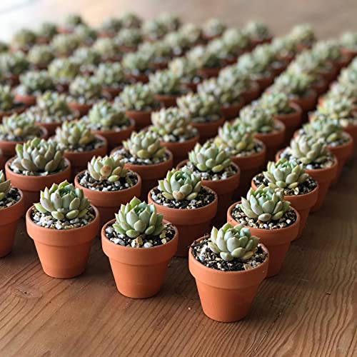 Herduk 3 Inch Terracotta Clay Pots Pack Of 18, Small Plant Pots With Drainage Holes And Saucers, Mini Nursery Plant Pots For Succulents, Cactus, Indoor,Outdoor #TOP3