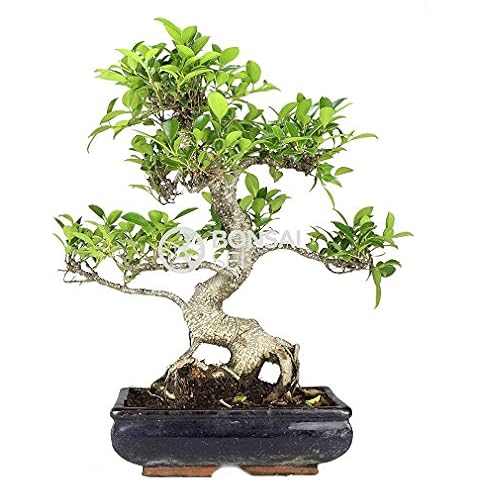 Bonsai Sei - Ficus Retusa de 10 años para interior en tiesto de cerámica esmaltada Cover